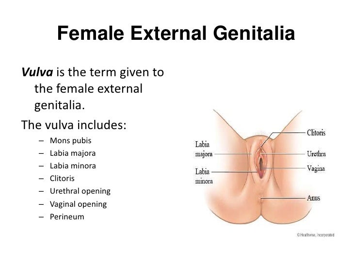 Female fused clitoris Pornstar pics and movies
